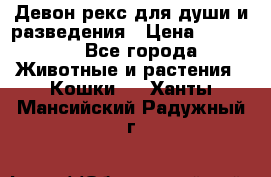 Девон рекс для души и разведения › Цена ­ 20 000 - Все города Животные и растения » Кошки   . Ханты-Мансийский,Радужный г.